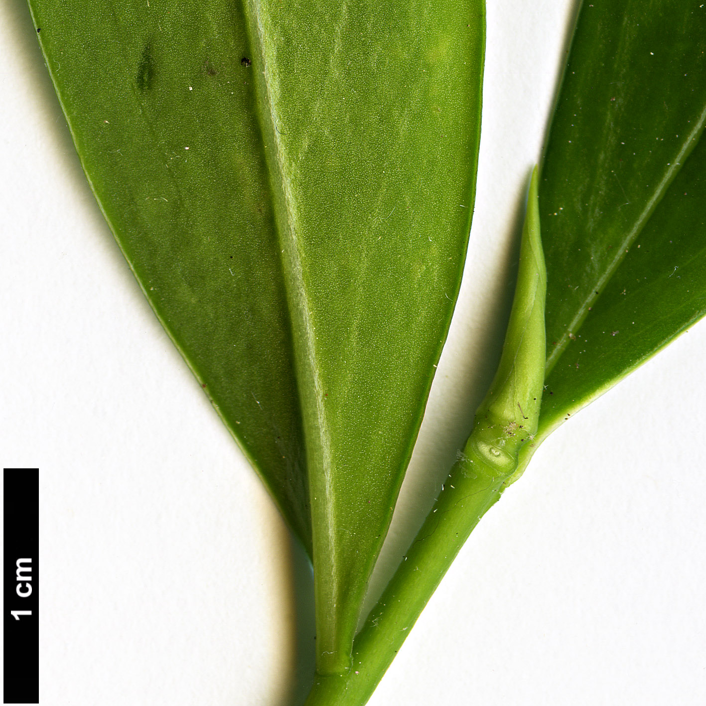High resolution image: Family: Thymelaeaceae - Genus: Daphne - Taxon: odora